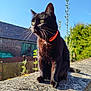 cat, black_cat, animal, pet, outdoor, sunlight, collar, concrete, ledge, blue_sky, plant, greenery, rustic, barn, whiskers, feline, sitting, daylight, nature, portrait