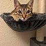 Cody a rejoint le concours — aidez-le/la à gagner de superbes lots ! cat, tabby_cat, pet, feline, wide_eyes, whiskers, ears, paws, cat_hammock, cat_tree, indoor, textured_wall, close_up, portrait, looking_at_camera, cozy, soft_fabric, sisal_post, fur, curious
