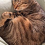 Cody participe au concours pour gagner de l'argent avec cette photo : cat, tabby_cat, sleeping, curled_up, whiskers, paws, fur, stripes, cozy, blanket, cushion, indoor, pet, nap, relaxed, closeup, portrait, feline, domestic_animal, ear