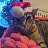 animal, background_blur, cat, close_up, cozy, cute, domestic_cat, festive, fur, holiday, indoor, knitted_blanket, pet, pink_blanket, portrait, relaxed, santa_hat, soft_texture, tabby_cat, whiskers