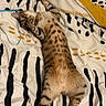 animal, bed, bedding, cat, curious, ears, fur, indoor, lying_down, patterned_bedspread, paws, pet, playful, relaxed, spots, stretching, stripes, tabby_cat, tail, whiskers
