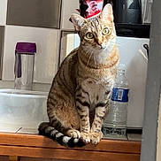 Cody a rejoint le concours — aidez-le/la à gagner de superbes lots ! animal, appliance, balanced_object, cat, cup, curious, domestic, feline, green_eyes, household, indoor, kitchen, pet, sitting, star_wars, striped, tabby_cat, table, water_bottle, wood