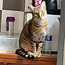 animal, appliance, balanced_object, cat, cup, curious, domestic, feline, green_eyes, household, indoor, kitchen, pet, sitting, star_wars, striped, tabby_cat, table, water_bottle, wood