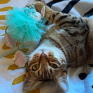 Cody a rejoint le concours — aidez-le/la à gagner de superbes lots ! cat, tabby_cat, pet, toy, tulle_toy, paw, paws, bed, bedding, blanket, striped_pattern, whiskers, green_eyes, ears, closeup, indoor, cozy, sleepy, relaxed, playful