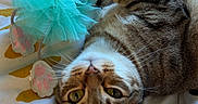 Cody a rejoint le concours — aidez-le/la à gagner de superbes lots ! bed, bedding, blanket, cat, closeup, cozy, ears, green_eyes, indoor, paw, paws, pet, playful, relaxed, sleepy, striped_pattern, tabby_cat, toy, tulle_toy, whiskers