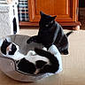 animal, black_and_white_cat, black_cat, cat, cat_tree, cute, domestic, floor, fur, furniture, home, indoor, interaction, paw, pet, pet_bed, playful, relaxing, tail, wooden_cabinet