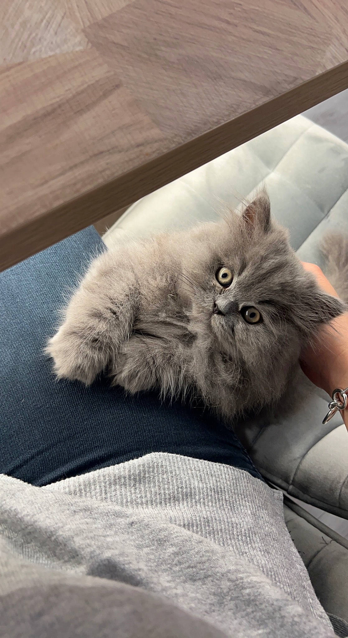 Swiffer a rejoint le concours — aidez-le/la à gagner de superbes lots ! carnivore, cat, claw, comfort, domestic_short_haired_cat, felidae, fur, grey, hardwood, paw, sitting, small_to_medium_sized_cats, snout, tail, whiskers, wood