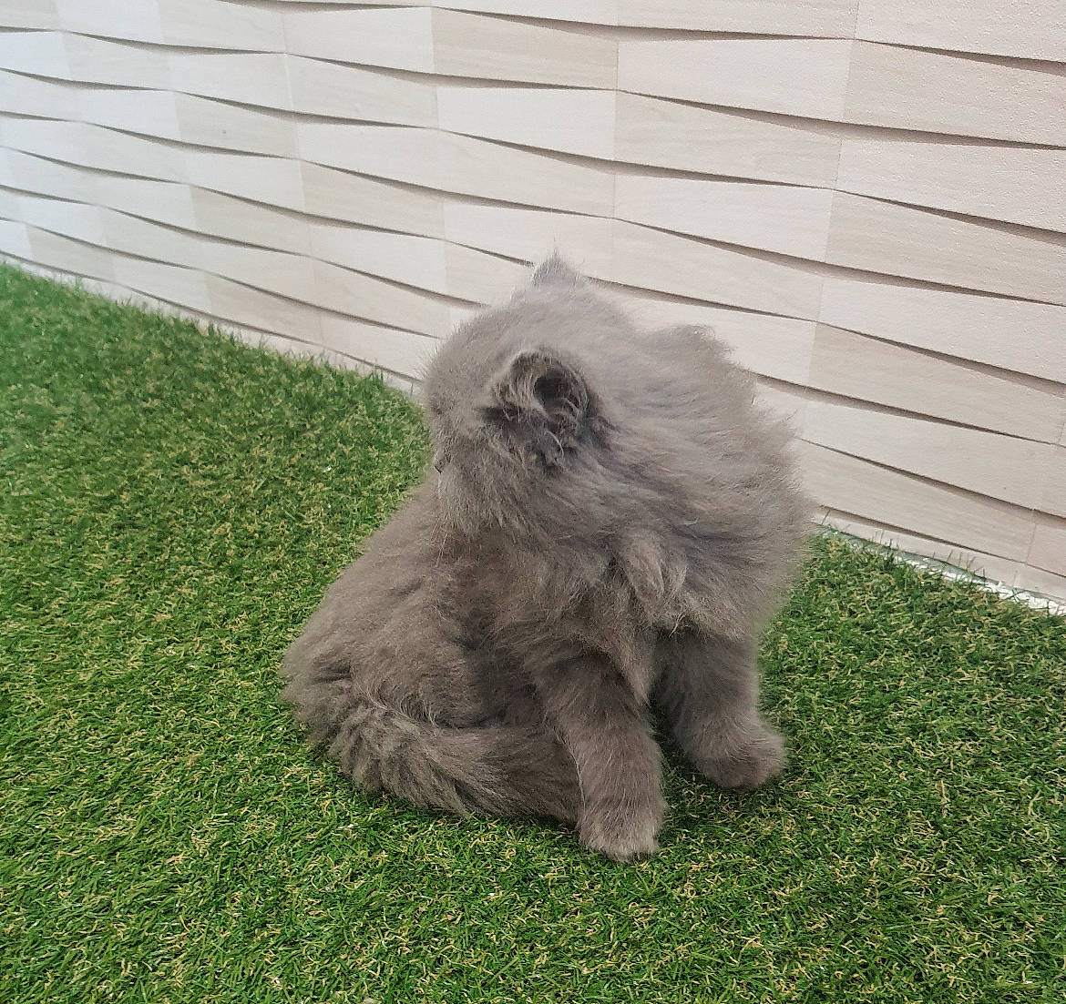 Swiffer a rejoint le concours — aidez-le/la à gagner de superbes lots ! canidae, companion_dog, dog_breed, domestic_rabbit, felidae, flooring, fur, grass, grassland, groundcover, paw, plant, rabbits_and_hares, shrub, soil, sporting_group, tail, terrestrial_animal, whiskers, yard