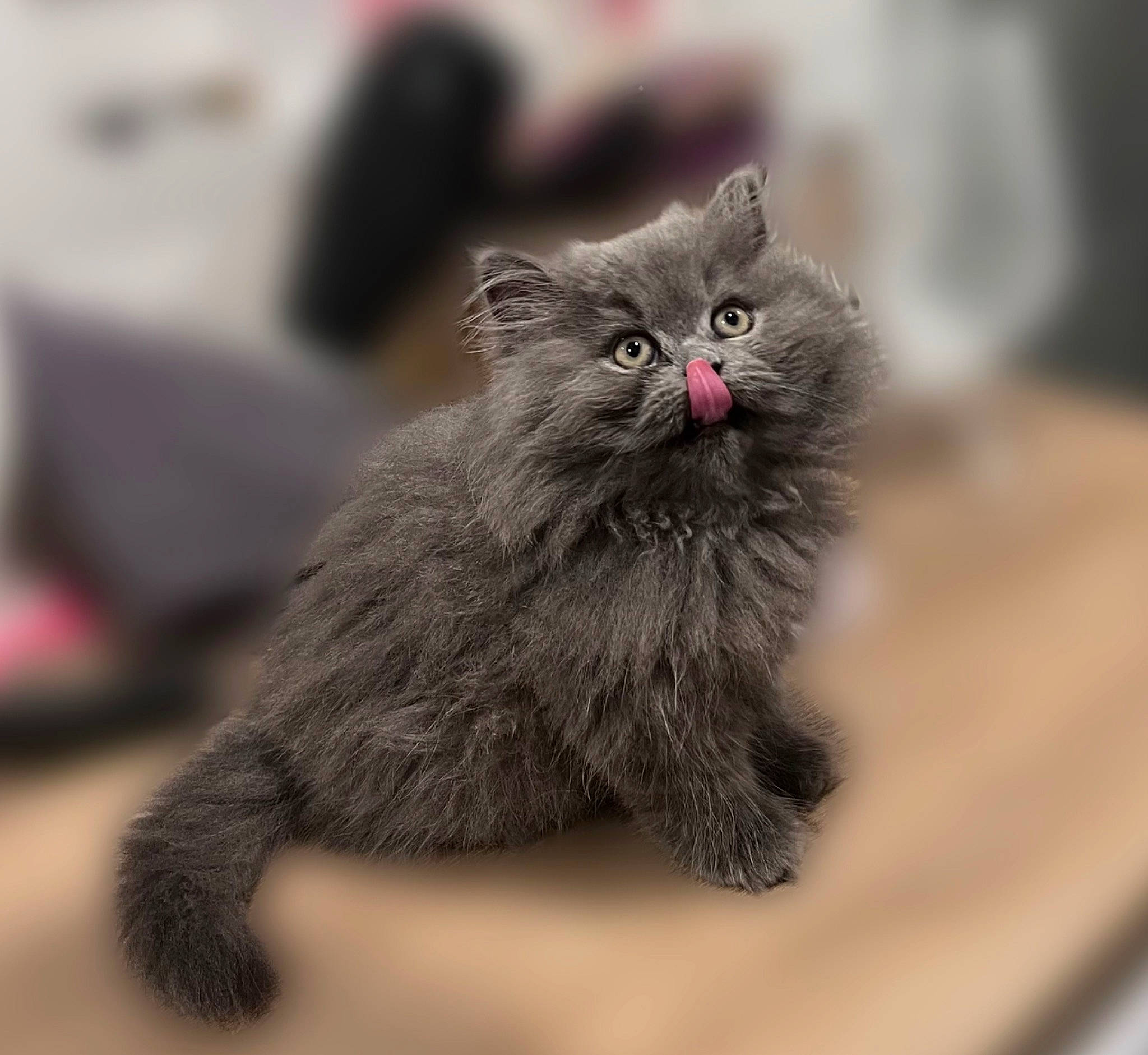 Swiffer a rejoint le concours — aidez-le/la à gagner de superbes lots ! british_longhair, carnivore, cat, claw, domestic_short_haired_cat, felidae, fur, grey, paw, scottish_fold, small_to_medium_sized_cats, snout, tail, terrestrial_animal, whiskers