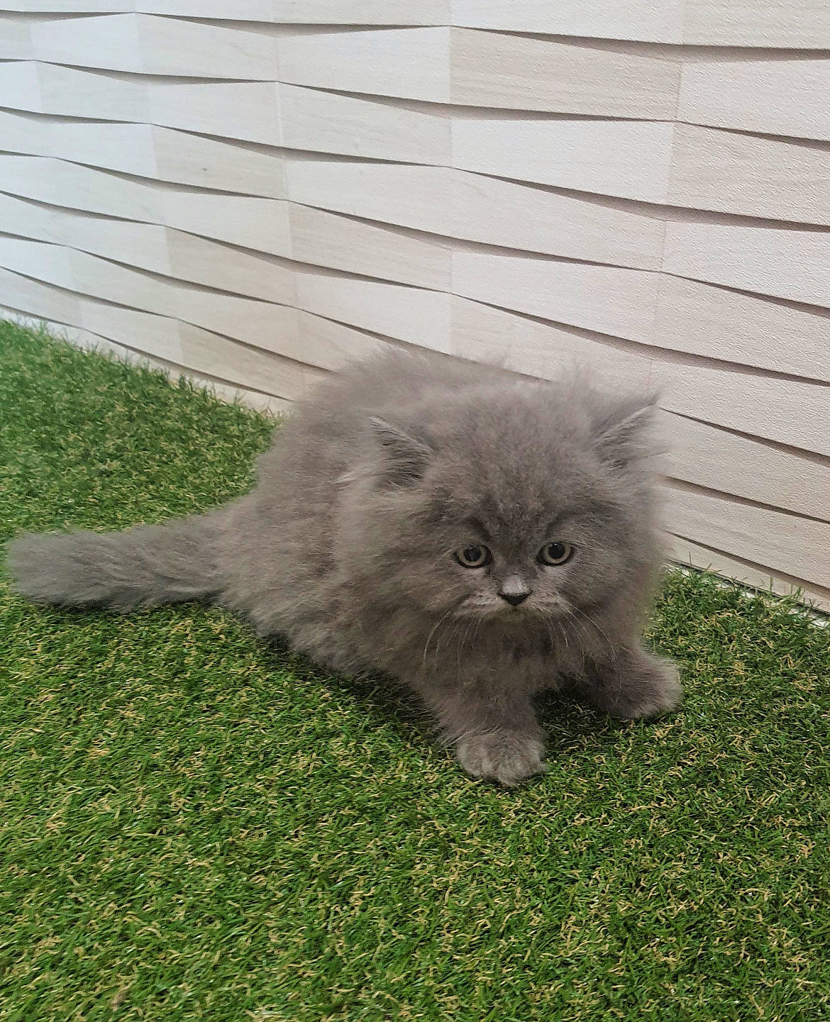 Swiffer participe au concours pour gagner de l'argent avec cette photo : annual_plant, british_longhair, carnivore, cat, felidae, fur, grass, groundcover, plant, small_to_medium_sized_cats, snout, soil, tail, terrestrial_animal, whiskers