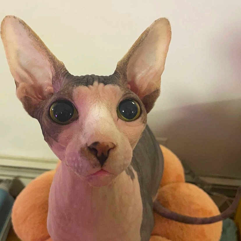 Pinky joined the competition — help win amazing prizes! abyssinian, animal, bulldog, canine, cartoon, cat, chihuahua, clothing, costume, dinosaur, dog, egyptiancat, kitten, person, pet, plush, puppy, reptile, snout, toy