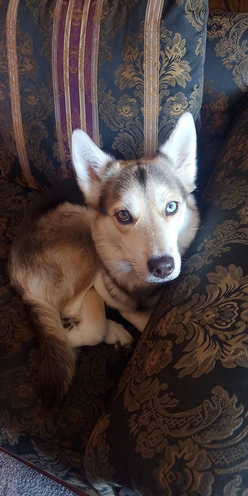 Shyla joined the competition — help win amazing prizes! ancient_dog_breeds, canidae, canis, carnivore, companion_dog, curtain, dog, dog_breed, fawn, fur, siberian_husky, sled_dog, snout, sporting_group, tail, terrestrial_animal, whiskers, wolf, wood, working_animal