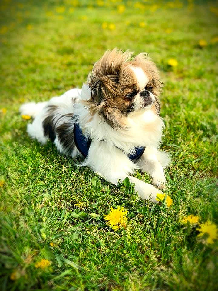 Hiroki is registered to the contest to win money with this photo: canidae, carnivore, companion_dog, dog, dog_breed, dog_supply, fawn, flower, fur, grass, grassland, happy, liver, plant, shih_tzu, snout, sporting_group, tail, toy_dog, yellow