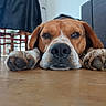 dog, paw, sleepy, close_up, indoor, floor, brown, white, pet, resting, animal, canine, furniture, chair, jacket, wooden_floor, relaxed, nose, expression, home