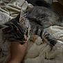 Aizie participe au concours pour gagner de l'argent avec cette photo : animal, blanket, cat, comfort, cozy, cuddle, cute, feline, furry, gray, hand, home, indoor, kitten, paw, pet, relaxing, resting, sleepy, soft