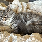 Aizie a rejoint le concours — aidez-le/la à gagner de superbes lots ! cat, sleeping, fluffy, gray, white, pet, animal, cozy, blanket, fur, resting, cute, indoor, relaxing, soft, whiskers, peaceful, comfort, mammal, closeup