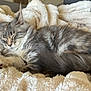 cat, sleeping, fluffy, gray, white, pet, animal, cozy, blanket, fur, resting, cute, indoor, relaxing, soft, whiskers, peaceful, comfort, mammal, closeup