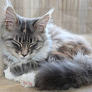 Aizie a rejoint le concours — aidez-le/la à gagner de superbes lots ! animal, cat, closeup, cozy, cute, domestic_cat, feline, fluffy, fur, gray, indoors, paw, pet, pink_paw, relaxed, resting, sleeping, soft, whiskers, white