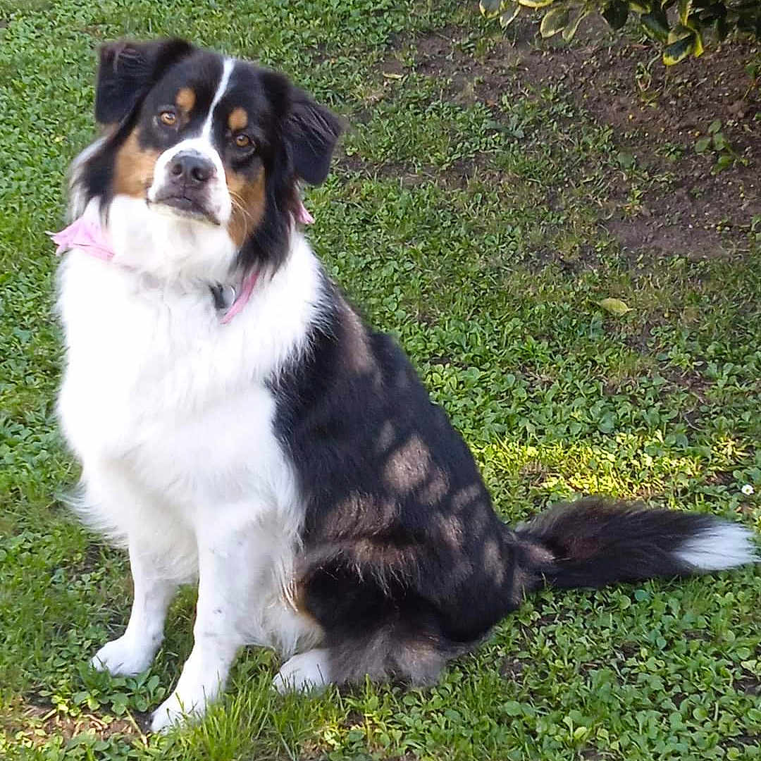 Lizy participe au concours pour gagner de l'argent avec cette photo : animal, bandana, canine, curious, cute, daylight, dog, friendly, fur, grass, greenery, leafy_bush, nature, outdoor, pet, portrait, shadow, sitting, sunlight, tricolor