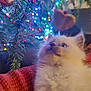 kitten, cat, christmas_tree, christmas_lights, ornaments, holiday, festive, cozy, indoor, fluffy, white_cat, curious, red_blanket, decorations, pine_branches, colorful_lights, pet, cute, closeup, warm