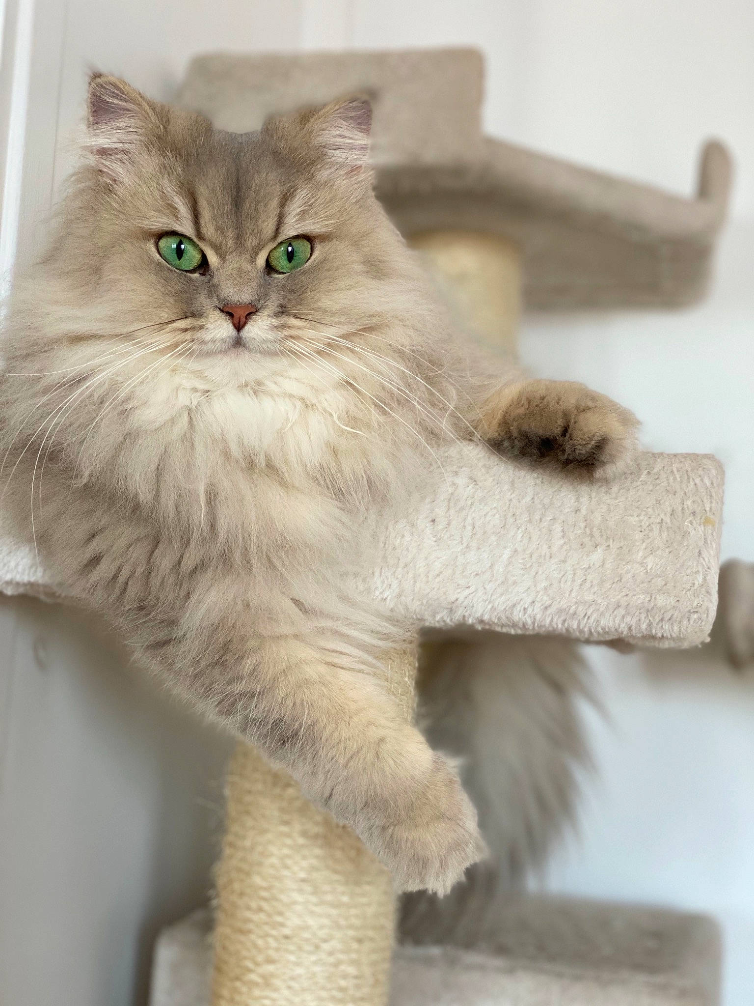 Abby a rejoint le concours — aidez-le/la à gagner de superbes lots ! british_longhair, carnivore, cat, claw, fawn, felidae, fur, gesture, paw, small_to_medium_sized_cats, snout, tail, terrestrial_animal, whiskers, window