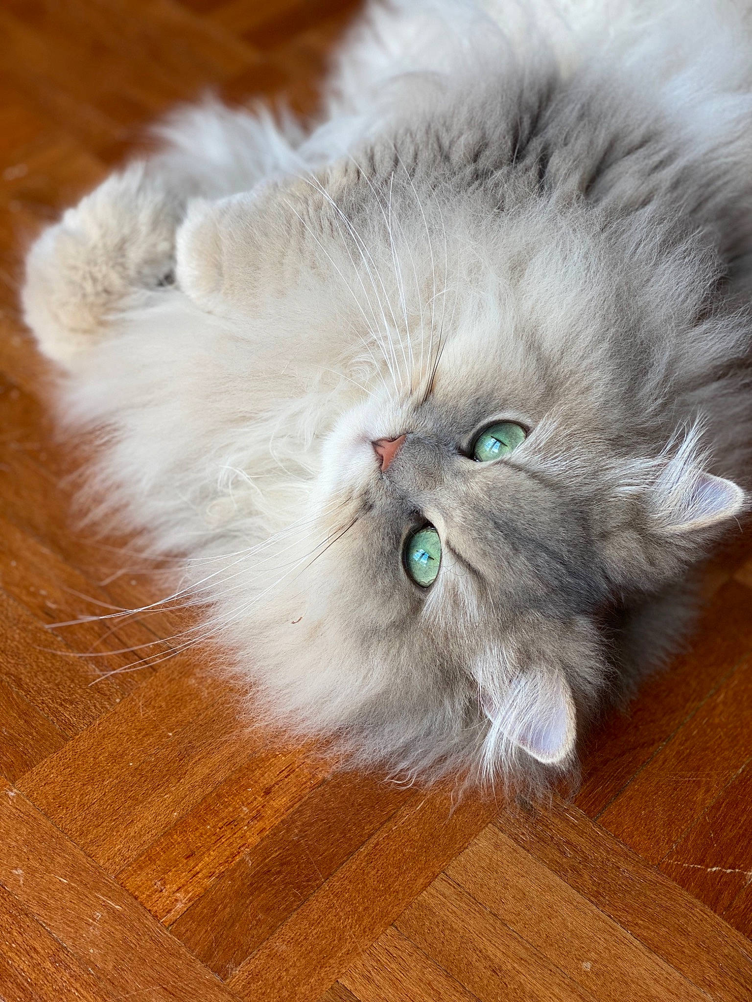 Abby a rejoint le concours — aidez-le/la à gagner de superbes lots ! british_longhair, carnivore, cat, eye, fawn, felidae, flooring, fur, hardwood, laminate_flooring, paw, persian, small_to_medium_sized_cats, snout, tail, varnish, vegetable, whiskers, wood, wood_stain