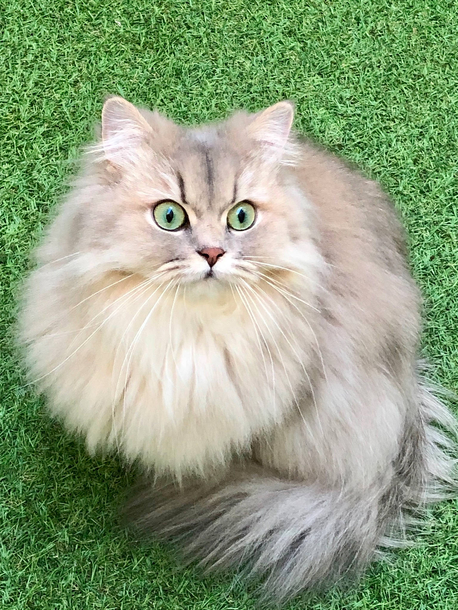 Abby a rejoint le concours — aidez-le/la à gagner de superbes lots ! british_longhair, carnivore, cat, felidae, flowering_plant, fur, grass, persian, plant, small_to_medium_sized_cats, snout, terrestrial_animal, whiskers