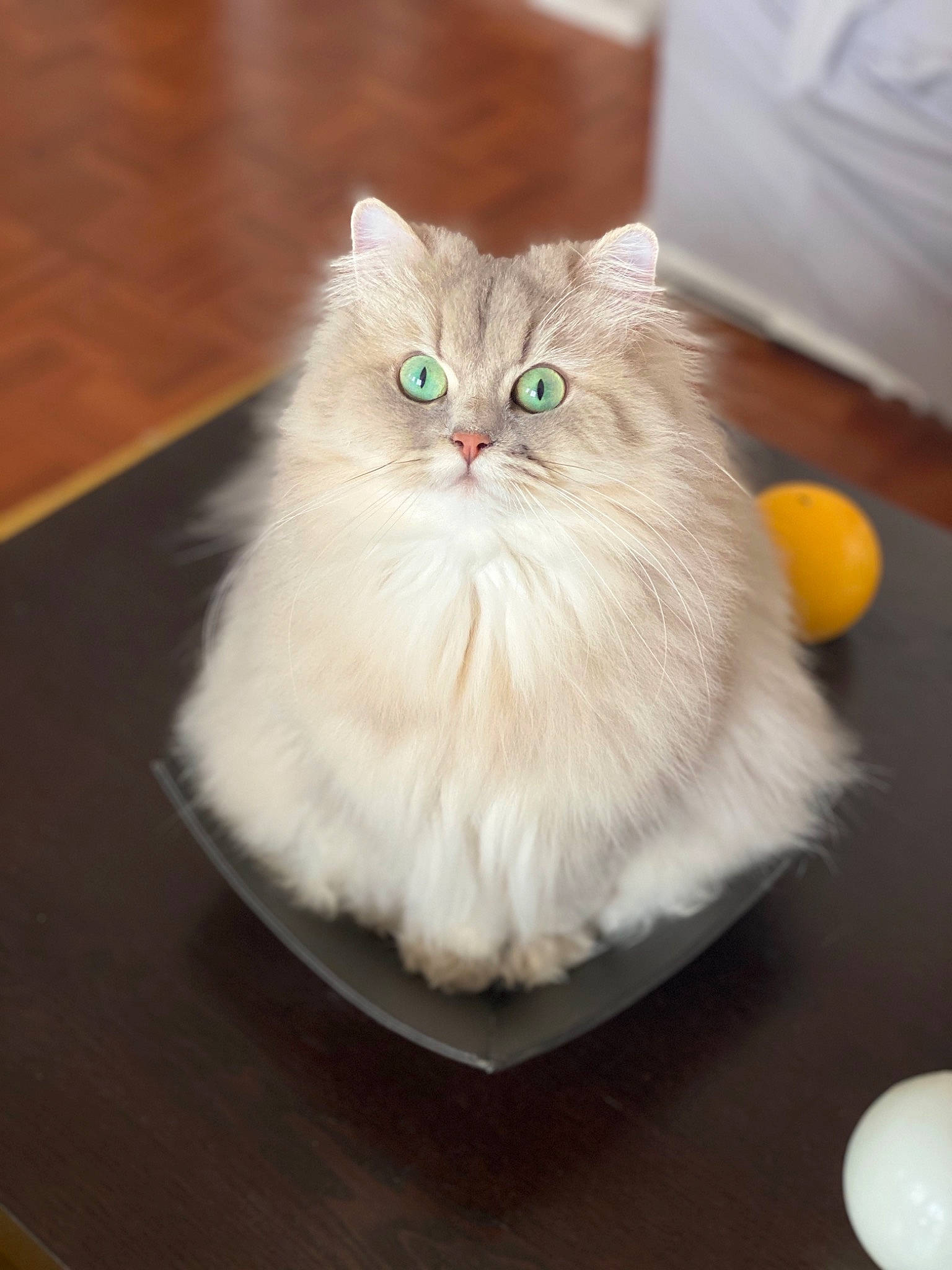 Abby participe au concours pour gagner de l'argent avec cette photo : british_longhair, carnivore, cat, felidae, fur, hardwood, persian, ragdoll, small_to_medium_sized_cats, table, tail, whiskers, wood