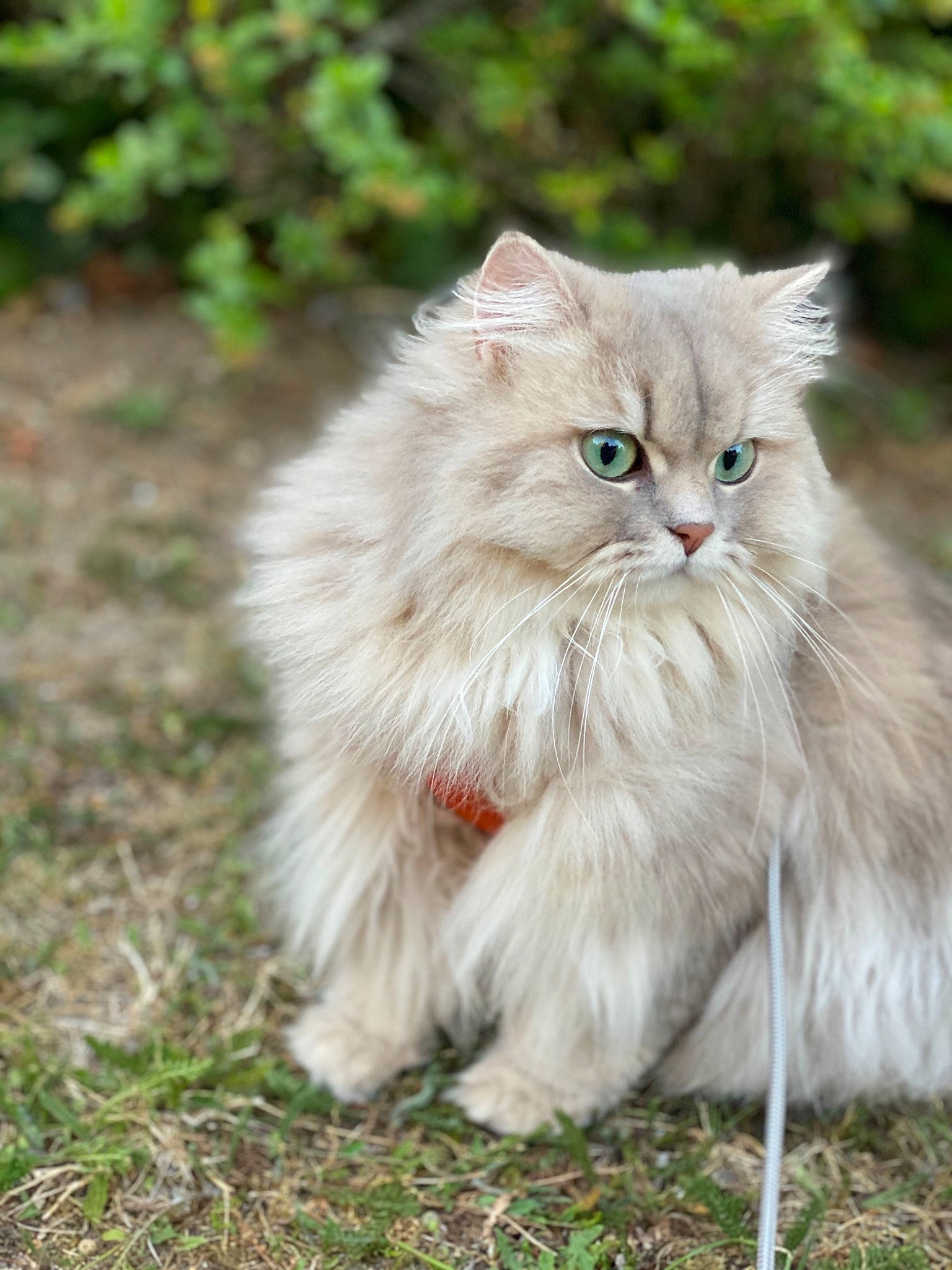 Abby participe au concours pour gagner de l'argent avec cette photo : annual_plant, british_longhair, carnivore, cat, felidae, flowering_plant, fur, grass, groundcover, persian, plant, small_to_medium_sized_cats, snout, terrestrial_animal, whiskers, wildlife