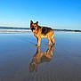 Memphis a rejoint le concours — aidez-le/la à gagner de superbes lots ! dog, german_shepherd, beach, water, reflection, wet, tongue_out, sunlight, outdoor, sky, sea, sand, animal, canine, nature, summer, daytime, waves, shore, pet