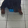 dog, rottweiler, toy, blue_toy, floor, tile_floor, indoor, pet, animal, laying_down, paws, black_dog, brown_markings, calm, looking, pet_toy, domestic_animal, companion, resting, quiet