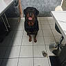 Thanos a rejoint le concours — aidez-le/la à gagner de superbes lots ! rottweiler, dog, pet, kitchen, tile_floor, toy, ball, smiling, indoor, animal, floor, table, chair, cabinet, countertop, modern, black_and_brown, waiting, cute, domestic