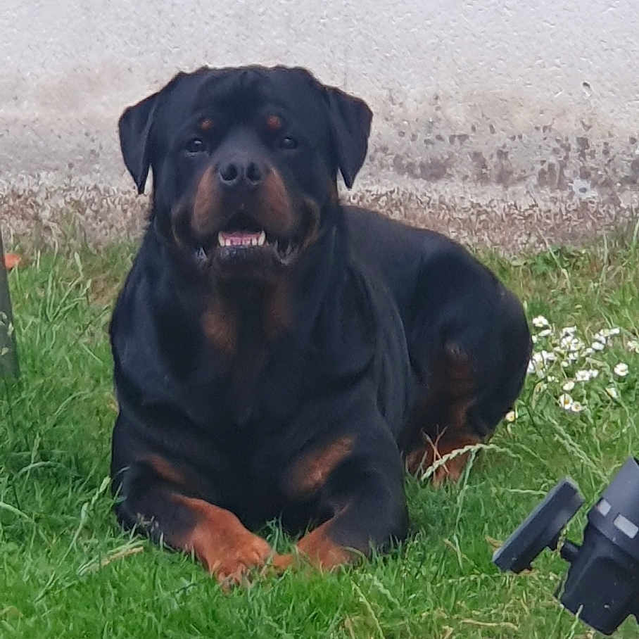 Thanos a rejoint le concours — aidez-le/la à gagner de superbes lots ! rottweiler, dog, canine, grass, outdoor, pet, animal, black, brown, lying_down, garden, nature, muzzle, ears, face, portrait, watchful, friendly, daylight, background_wall
