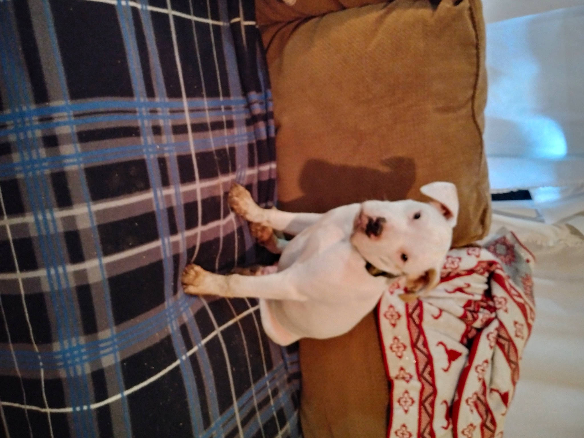 Diesel joined the competition — help win amazing prizes! box, carnivore, comfort, companion_dog, dog, dog_breed, dog_supply, fawn, felidae, fur, linens, pattern, pet_supply, plaid, stairs, tartan, toy, toy_dog, wood, working_animal