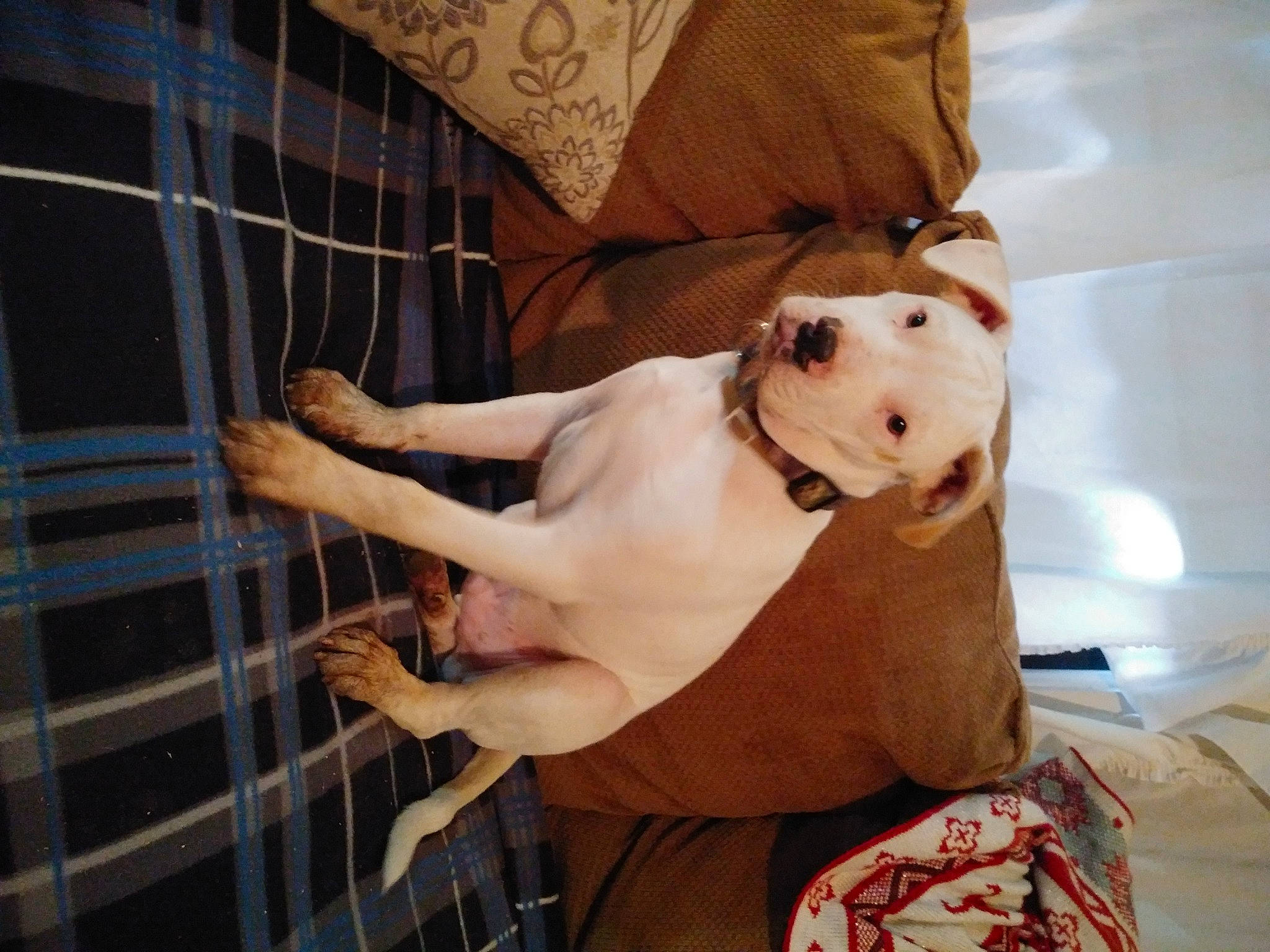 Diesel is registered to the contest to win money with this photo: canidae, carnivore, comfort, companion_dog, couch, dog, dog_breed, dog_supply, fawn, fur, linens, pattern, paw, pet_supply, snout, sporting_group, toy_dog, vertebrate, whiskers, working_animal