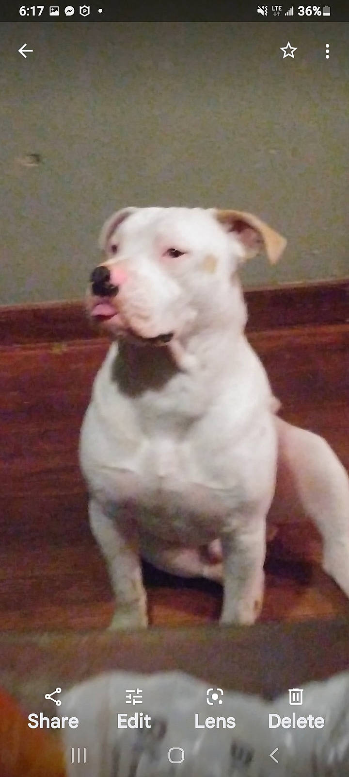 Diesel is registered to the contest to win money with this photo: ancient_dog_breeds, art, canidae, carnivore, companion_dog, dog, dog_breed, fawn, hardwood, livestock, non_sporting_group, old_english_terrier, snout, sporting_group, tail, terrestrial_animal, wood, working_animal