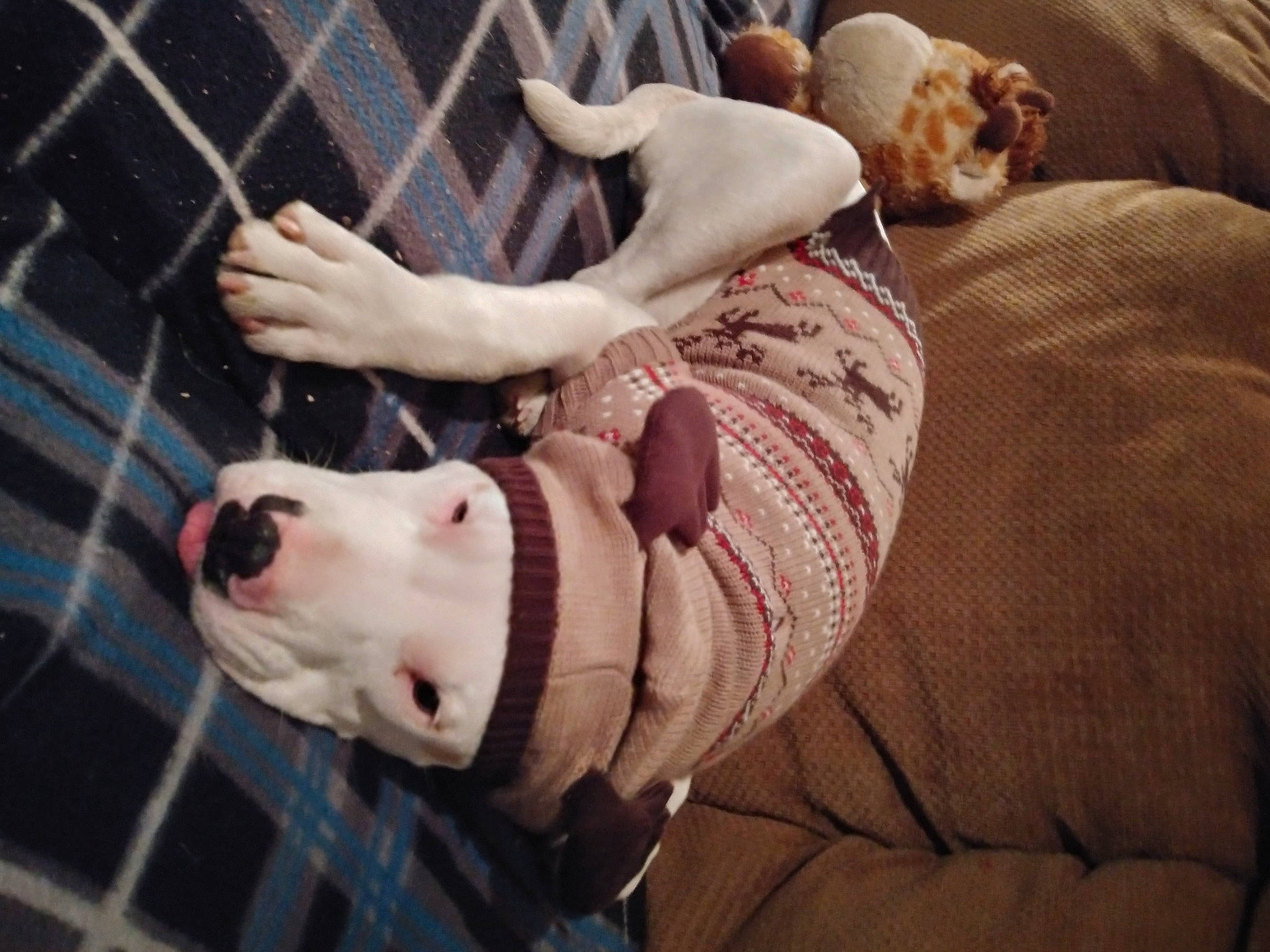 Diesel joined the competition — help win amazing prizes! animal_shelter, canidae, carnivore, collar, comfort, companion_dog, couch, dog, dog_breed, dog_collar, dog_supply, fawn, fur, guard_dog, leash, mammal, pet_supply, snout, sporting_group, working_animal