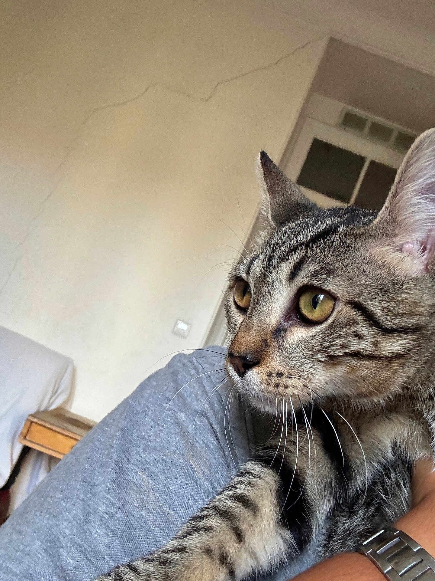 Pitizo participe au concours pour gagner de l'argent avec cette photo : cat, close_up, curious, domestic_animal, ear, face, feline, grey_shirt, household, indoor, person_arm, pet, striped, tabby, wall, watching, whiskers, window, wooden_table, yellow_eyes