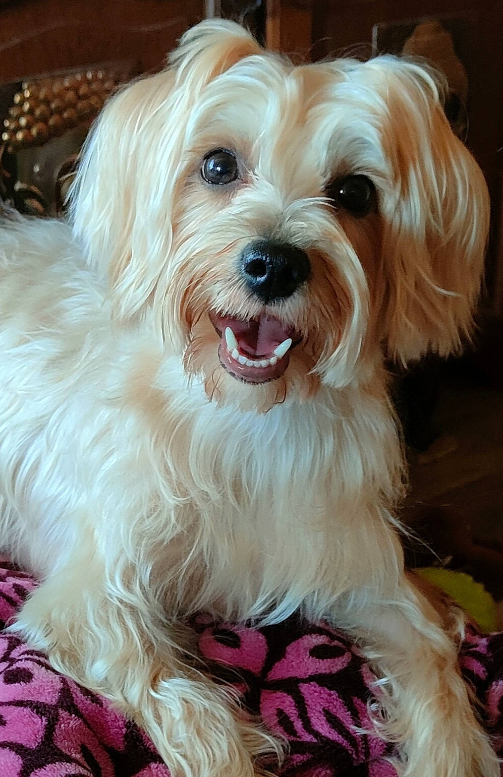 Maïa participe au concours pour gagner de l'argent avec cette photo : canidae, carnivore, collar, companion_dog, dog, dog_breed, dog_collar, event, fur, happy, liver, maltepoo, smile, snout, sporting_group, terrier, toy_dog, whiskers, working_animal, yorkipoo