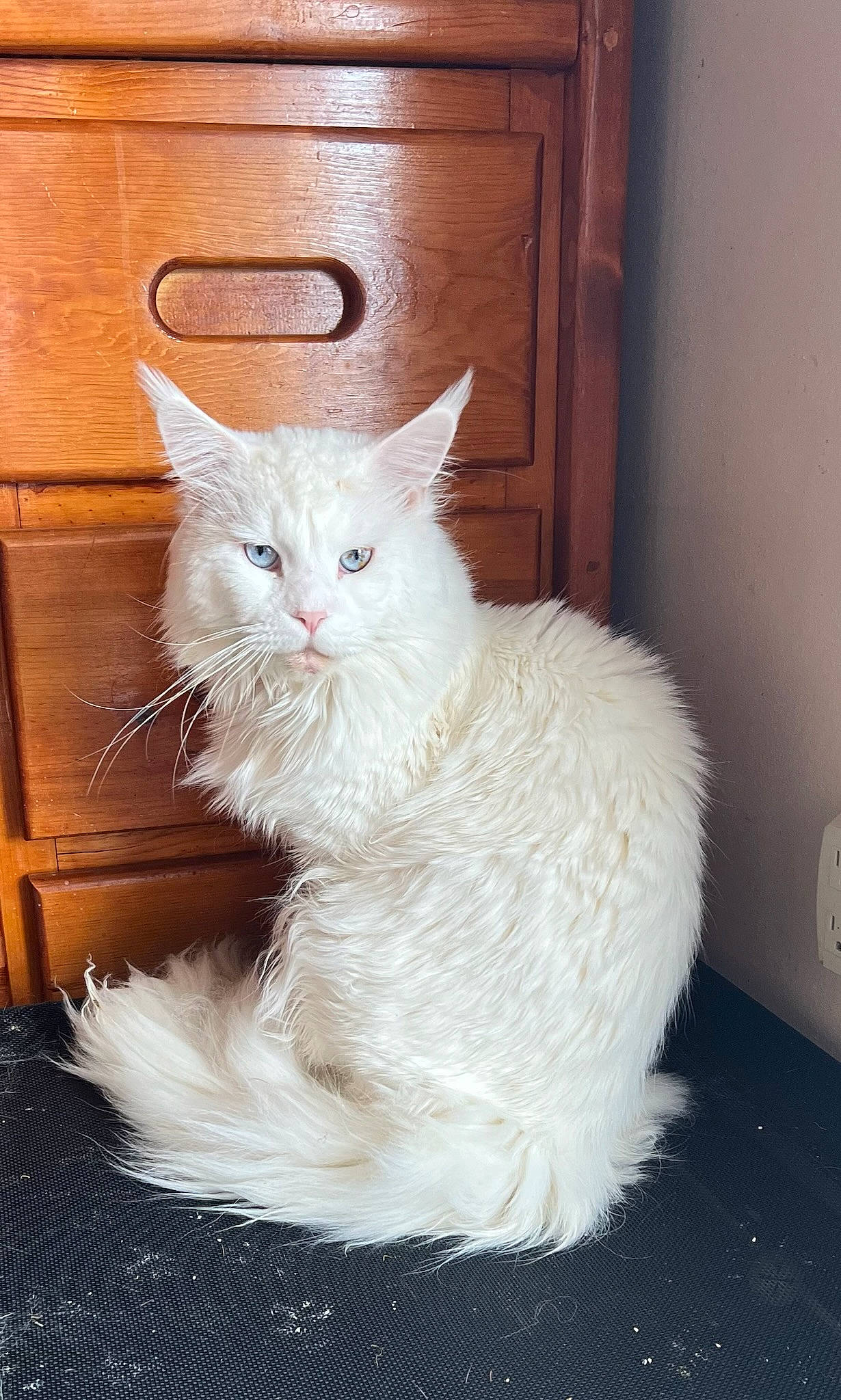 Admiral joined the competition — help win amazing prizes! carnivore, cat, claw, comfort, door, felidae, fur, hardwood, small_to_medium_sized_cats, tail, terrestrial_animal, wall_plate, whiskers, window, wood