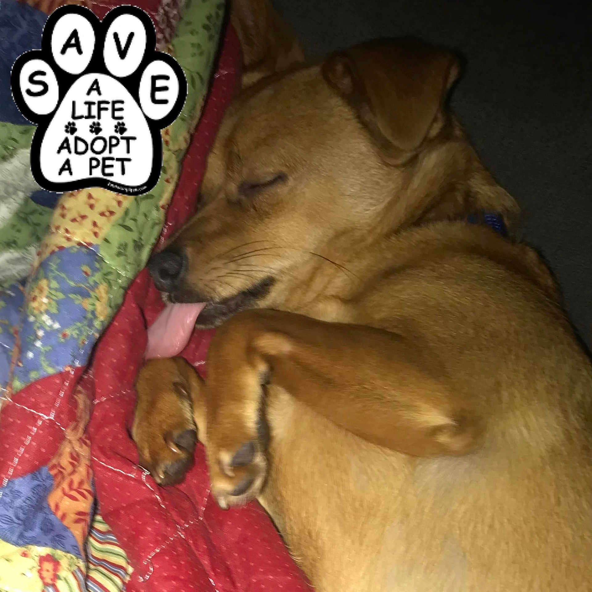 Rascal is registered to the contest to win money with this photo: canidae, carnivore, comfort, companion_dog, dog, dog_breed, dog_supply, fawn, handwriting, non_sporting_group, paw, photo_caption, sporting_group, terrestrial_animal
