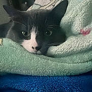 Mittens is registered to the contest to win money with this photo: animal, bed, black_and_white, blanket, cat, close_up, cozy, cuddled, ears, eyes, face, feline, indoors, nose, pet, portrait, sleeping, textile, tuxedo_cat, whiskers