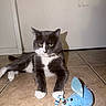 Mittens joined the competition — help win amazing prizes! animal, black_and_white, blue_toy, cat, collar, feline, home, indoor, lying_down, pet, plaything, portrait, shadow, sitting, stuffed_toy, tile_floor, tuxedo_cat, wall, whiskers, yellow_eyes