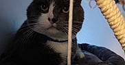 Mittens is registered to the contest to win money with this photo: cat, tuxedo_cat, pet, indoor, cat_tree, toy, string, bell, whiskers, collar, fur, ears, face, eyes, resting, curious, blue_background, headbands, furniture, cozy
