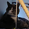 cat, tuxedo_cat, pet, indoor, cat_tree, toy, string, bell, whiskers, collar, fur, ears, face, eyes, resting, curious, blue_background, headbands, furniture, cozy