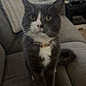Mittens joined the competition — help win amazing prizes! cat, gray_cat, white_paws, collar, indoor, living_room, couch, furniture, curtains, whiskers, pet, animal, domestic_cat, sitting, looking_at_camera, cozy, home, cute, feline, portrait