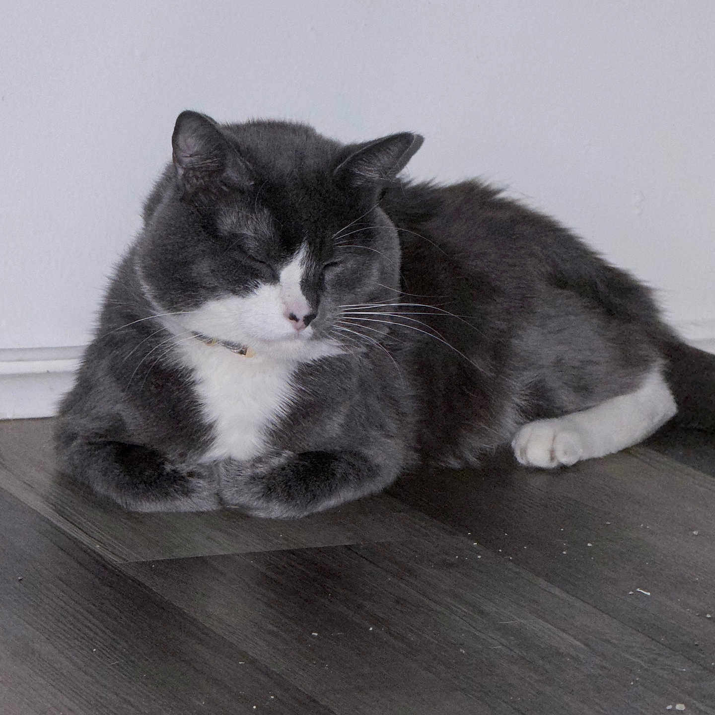 Mittens is registered to the contest to win money with this photo: cat, gray_cat, white_paws, sleeping, resting, indoor, wooden_floor, pet, feline, fur, whiskers, calm, cute, domestic_animal, animal, quiet, relaxed, cozy, mammal, companion