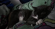 Mittens joined the competition — help win amazing prizes! animal, blanket, cat, colorful_blanket, comfort, cozy, cute, cute_pet, feline, fur, gray_cat, indoor, paw, pet, relaxed, resting, sleep, sleeping, soft, white_paws
