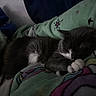 Mittens joined the competition — help win amazing prizes! cat, sleeping, gray_cat, white_paws, blanket, colorful_blanket, indoor, cozy, resting, pet, fur, cute, animal, feline, comfort, soft, relaxed, paw, cute_pet, sleep