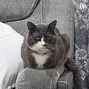 Mittens joined the competition — help win amazing prizes! cat, grey_cat, white_cat, pet, feline, sitting, couch, armrest, indoor, furniture, pillow, curtains, floral_pattern, texture, domestic_animal, household, relaxed, fur, tail, closeup